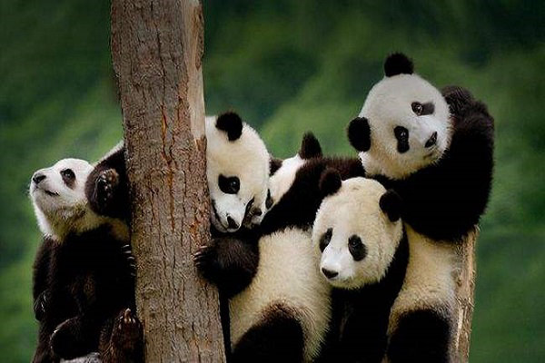 Chengdu